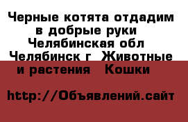 Черные котята отдадим в добрые руки - Челябинская обл., Челябинск г. Животные и растения » Кошки   